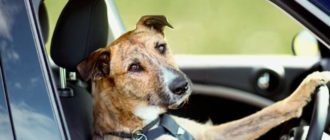 Как перевезти собаку в автомобиле с минимальным стрессом для нее?